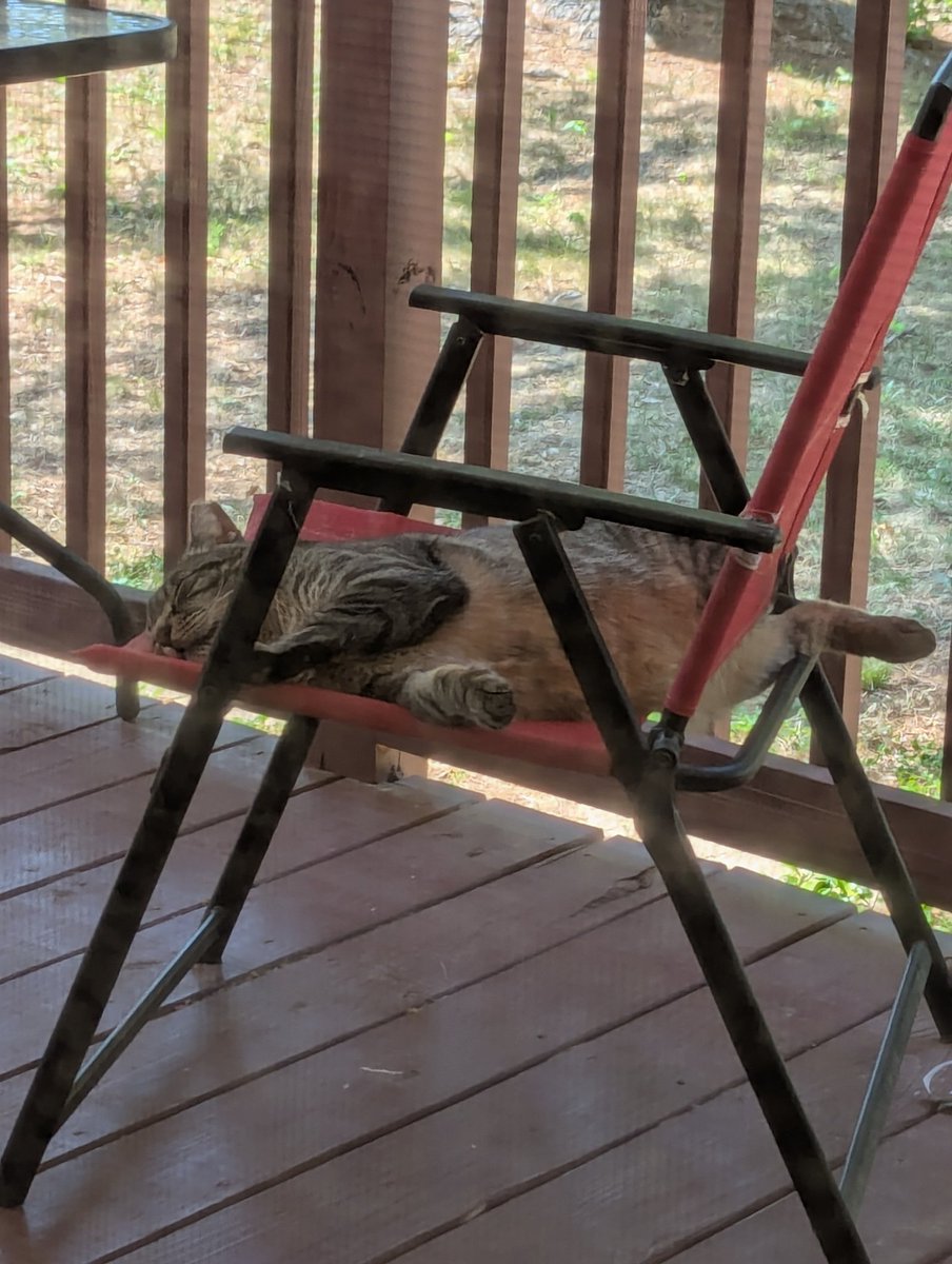 BiggSlimmyG's tweet image. My friend Maxx looks hot today 😂 #JustSayin #CatLife