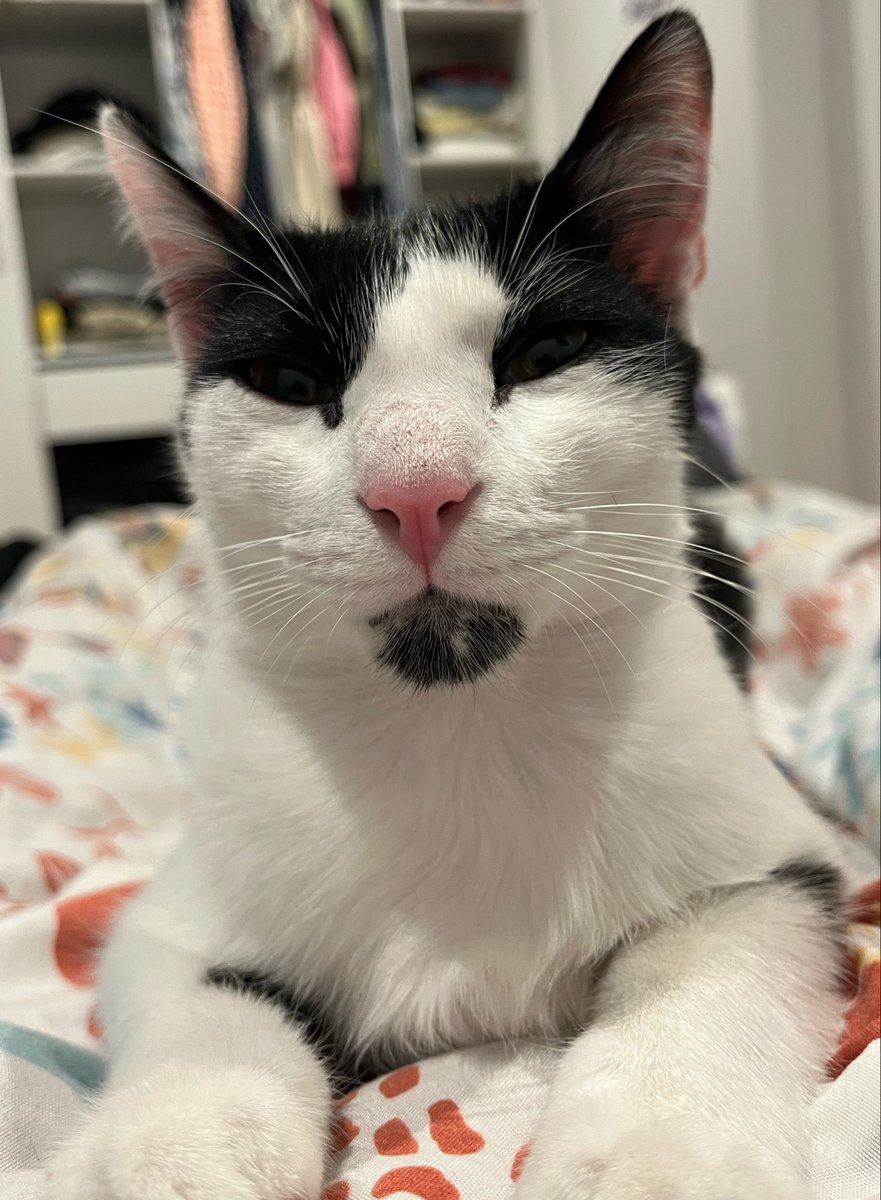 ☨ Chris 🇫🇷 tweet media