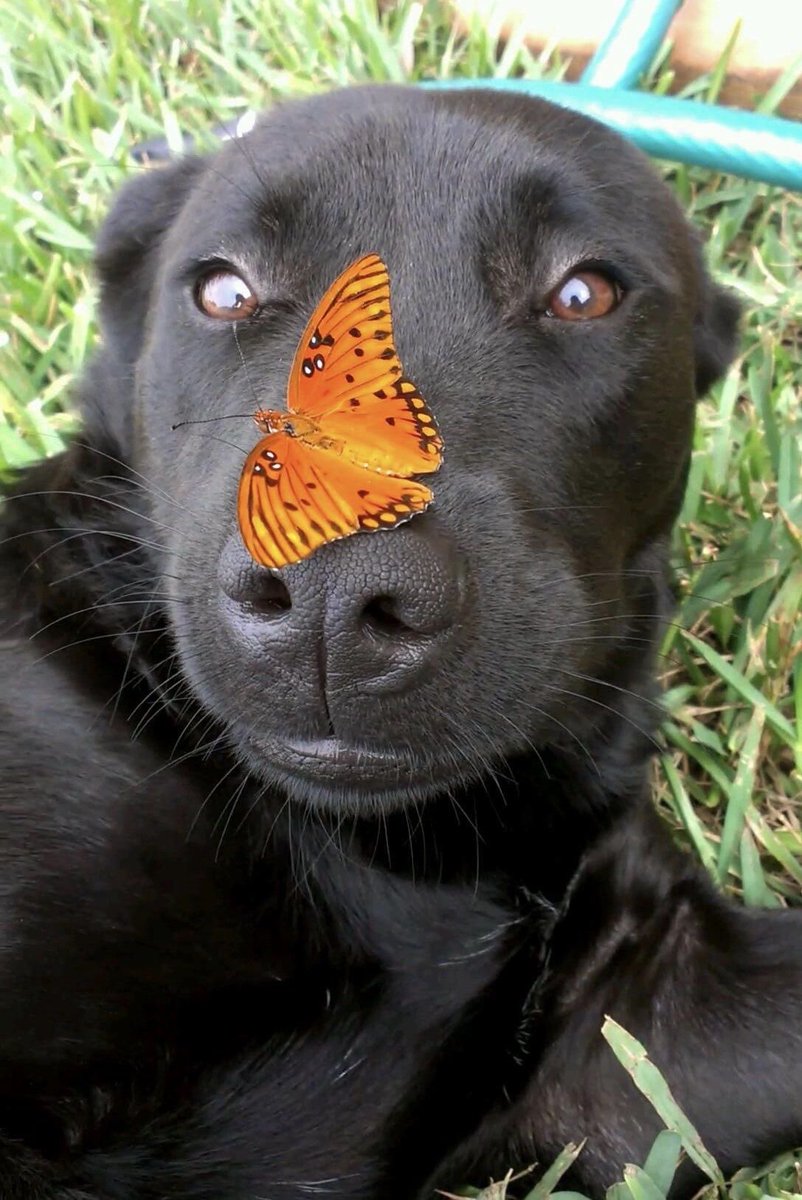 everything dogs 🐶 (@everythingdogss) on Twitter photo 