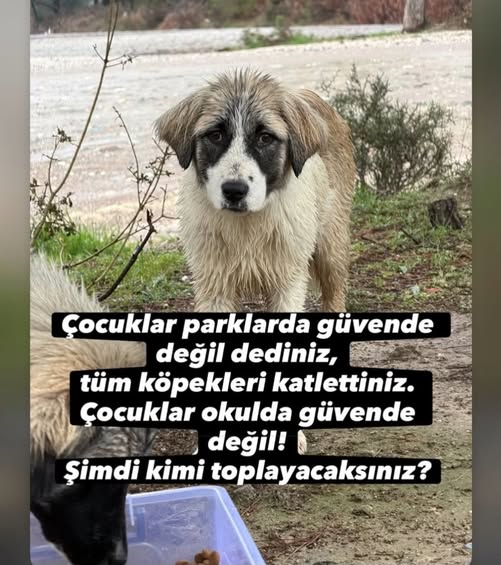 Hayvanlara işkence edenlerin potansiyel suçlu, katil  olduğunu bu ülkenin KANUN KOYUCULARINA anlatamadık.. Yanlışlarında inat eden insanlar, asla  yönetici olmamalı.
#Kahramanmaraş