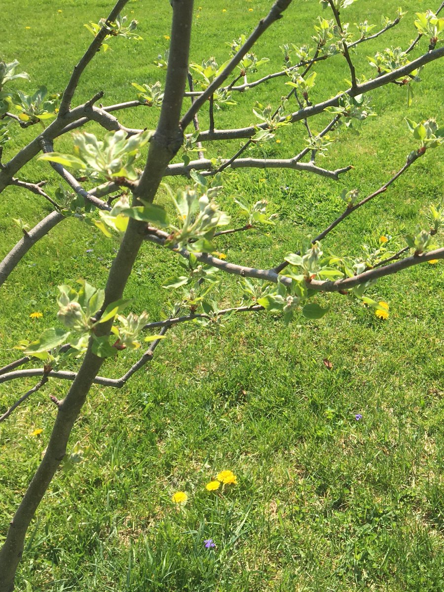 joylilacbeauty's tweet image. Hoping that this is the year we get a fuller apple harvest!!  Last year was a little better but would love enough to make some applesauce, pies, and more! #garden #gardening #apple #orchard