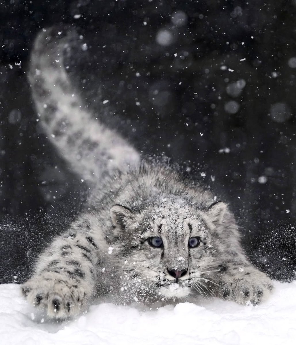 IT'S LION AND TIGERS WORLD tweet media