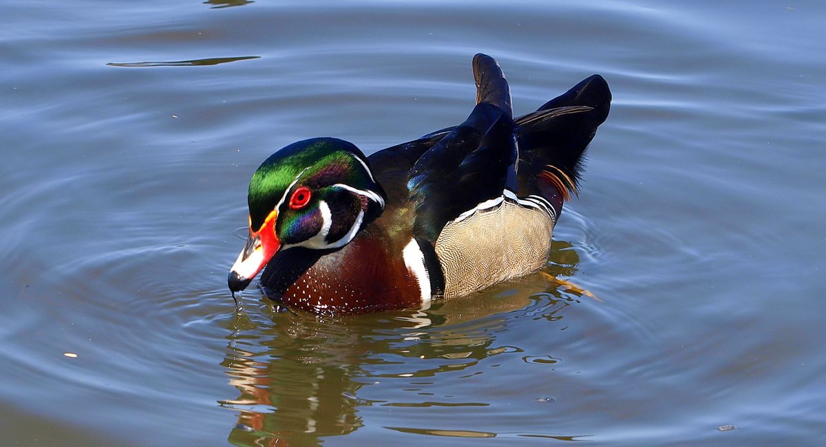 kala61857's tweet image. Wood Duck
Unlike our winter ducks, wood ducks are here year round.  However, they will go into disguise in the summer.  They will be drab and unrecognizable.  Enjoy all these colors while you can.
Male Wood Duck (Aix sponsa)
kapturedbykala.com/Aquatic-Birds/…
#ducks #colors #lakebirding