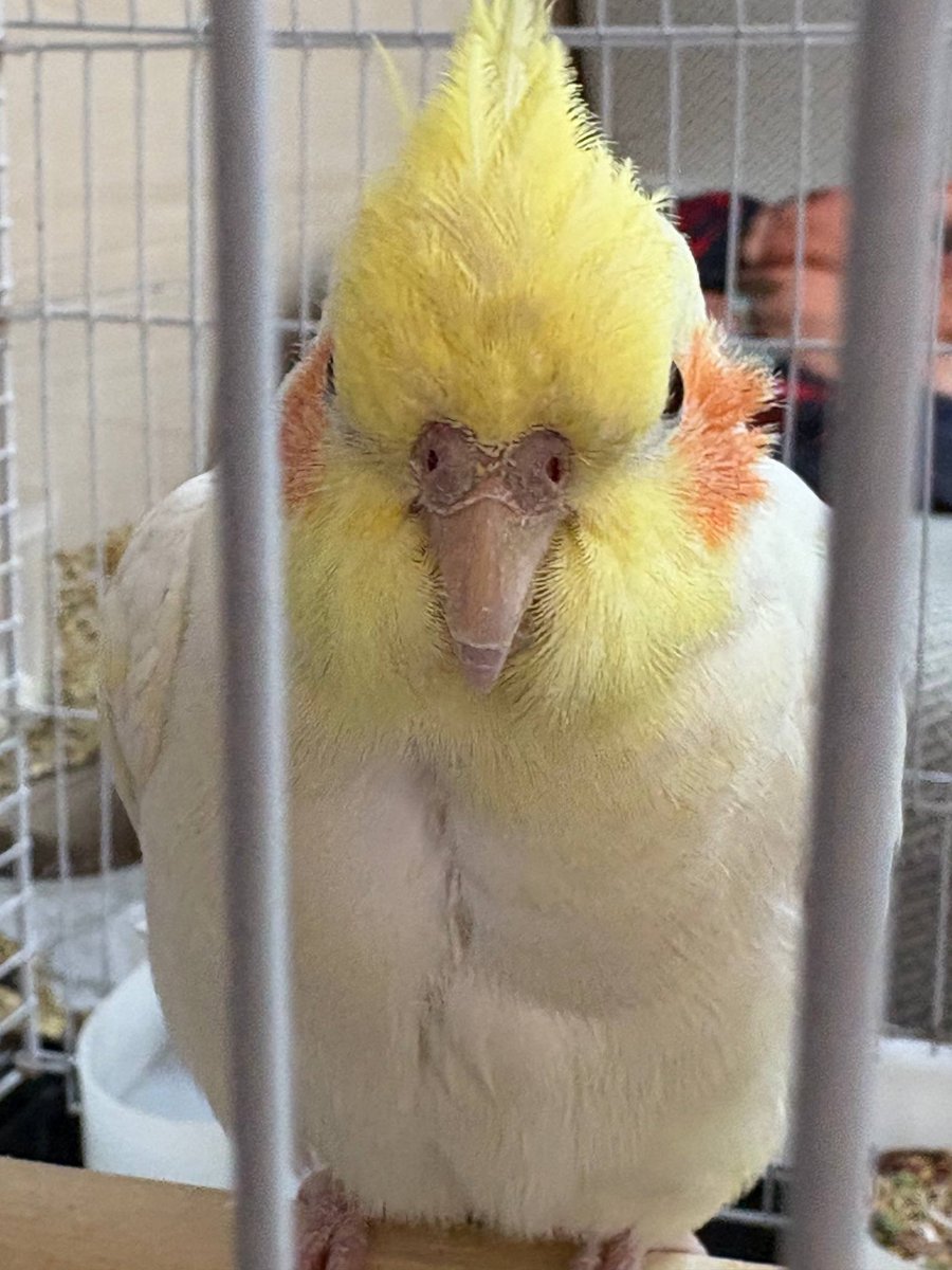 حشمت کرایست tweet media