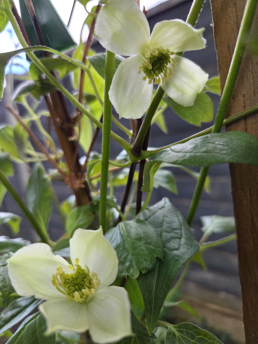 eve1231_'s tweet image. #ClematisThursday 
#Inthegarden 
#flowerflower 
💚