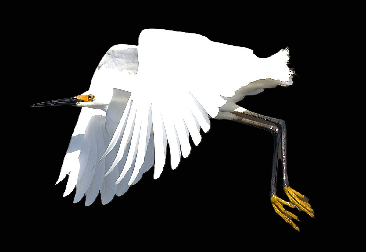 MaureenSeaberg's tweet image. Snowy Egret Flyby Today in NYC
#Birds #SpringMigration #Herons #Nature #Nikon