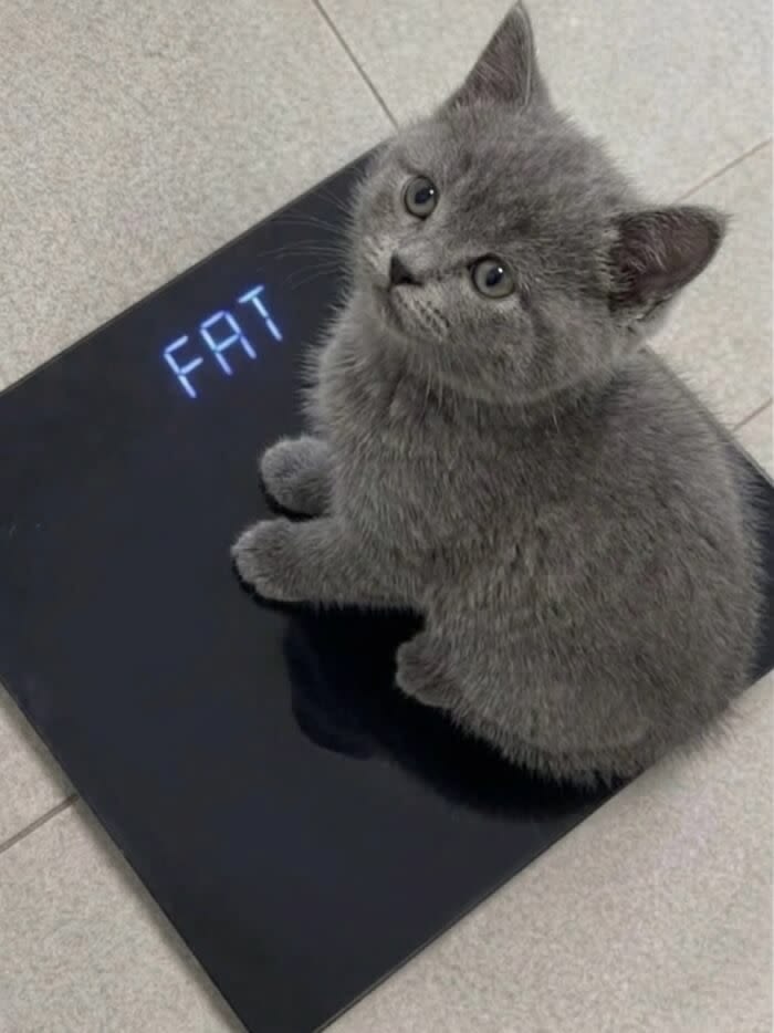 Cats all the way tweet media