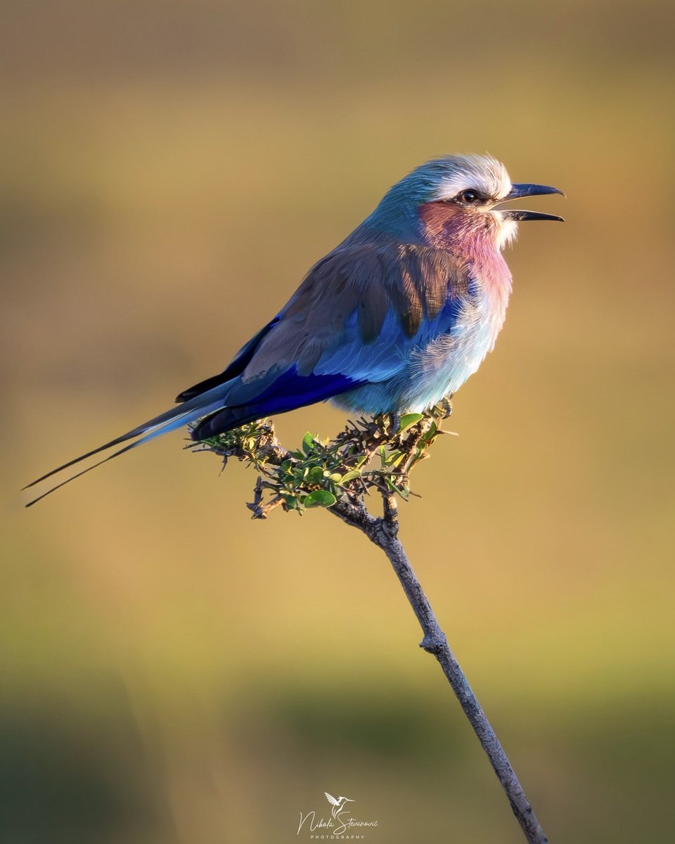 Nikola Stevanović tweet media
