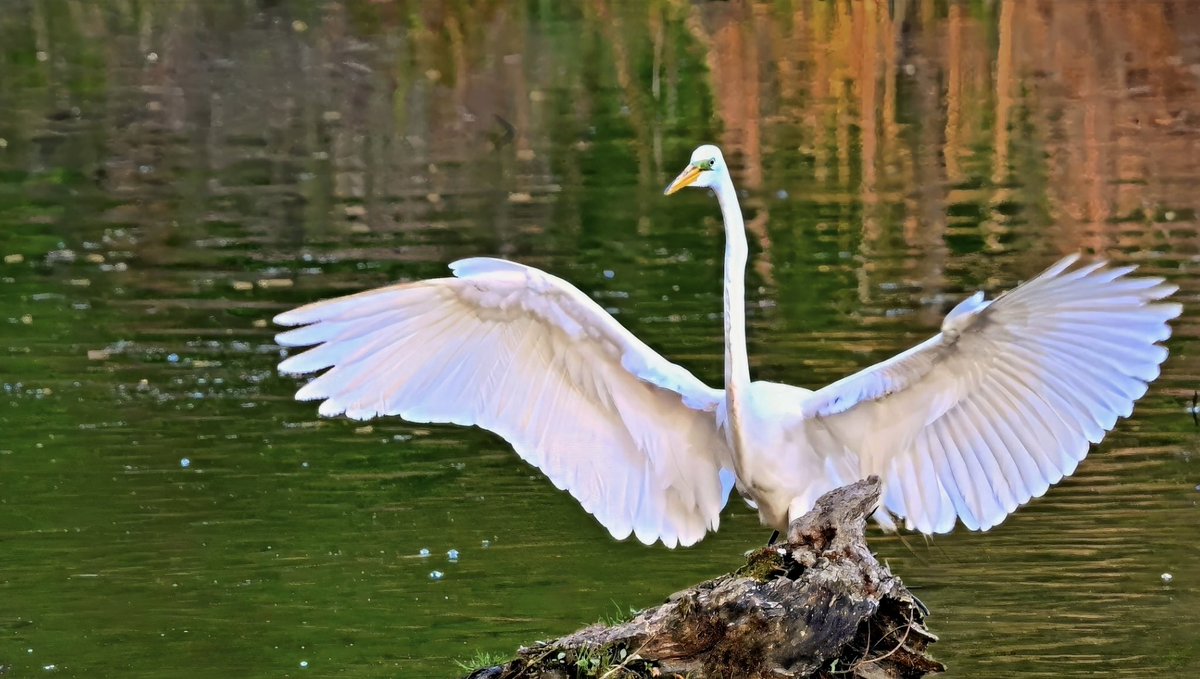 cldatnow's tweet photo. Come join Boris and Myself at the feather face. May 2. Wonderful fun for all.  We be will be presenting a photo workshop! #MonteSanto #environmental #wildbird #clairdatnow.com https://t.co/UyFtfVnyz9
