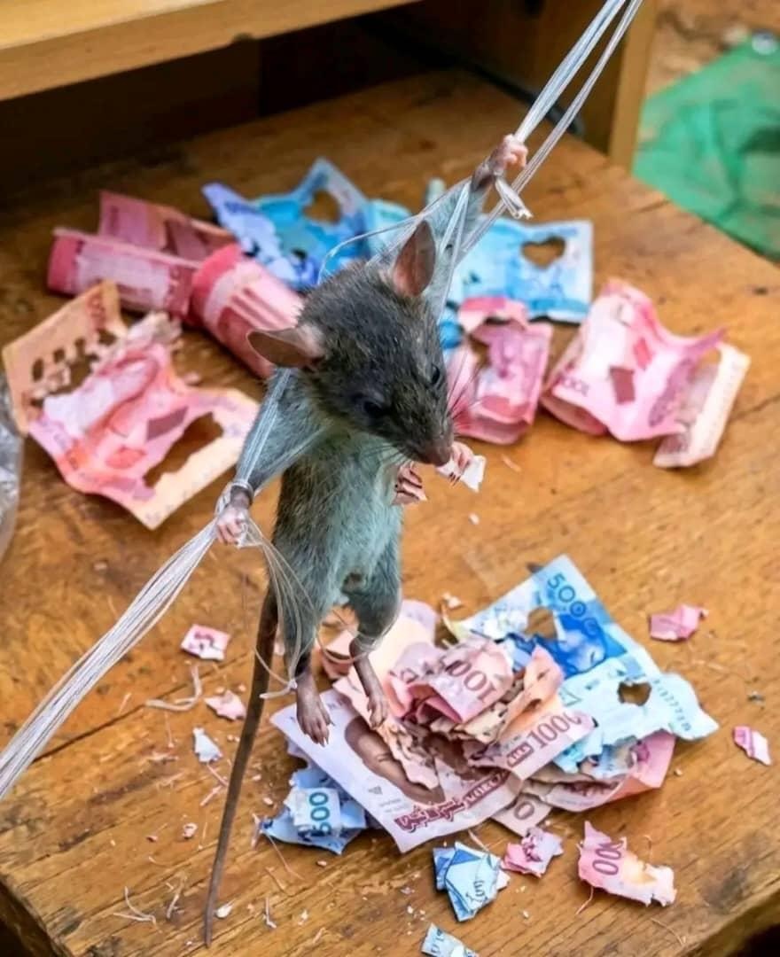 Laugh_Republic_ tweet media