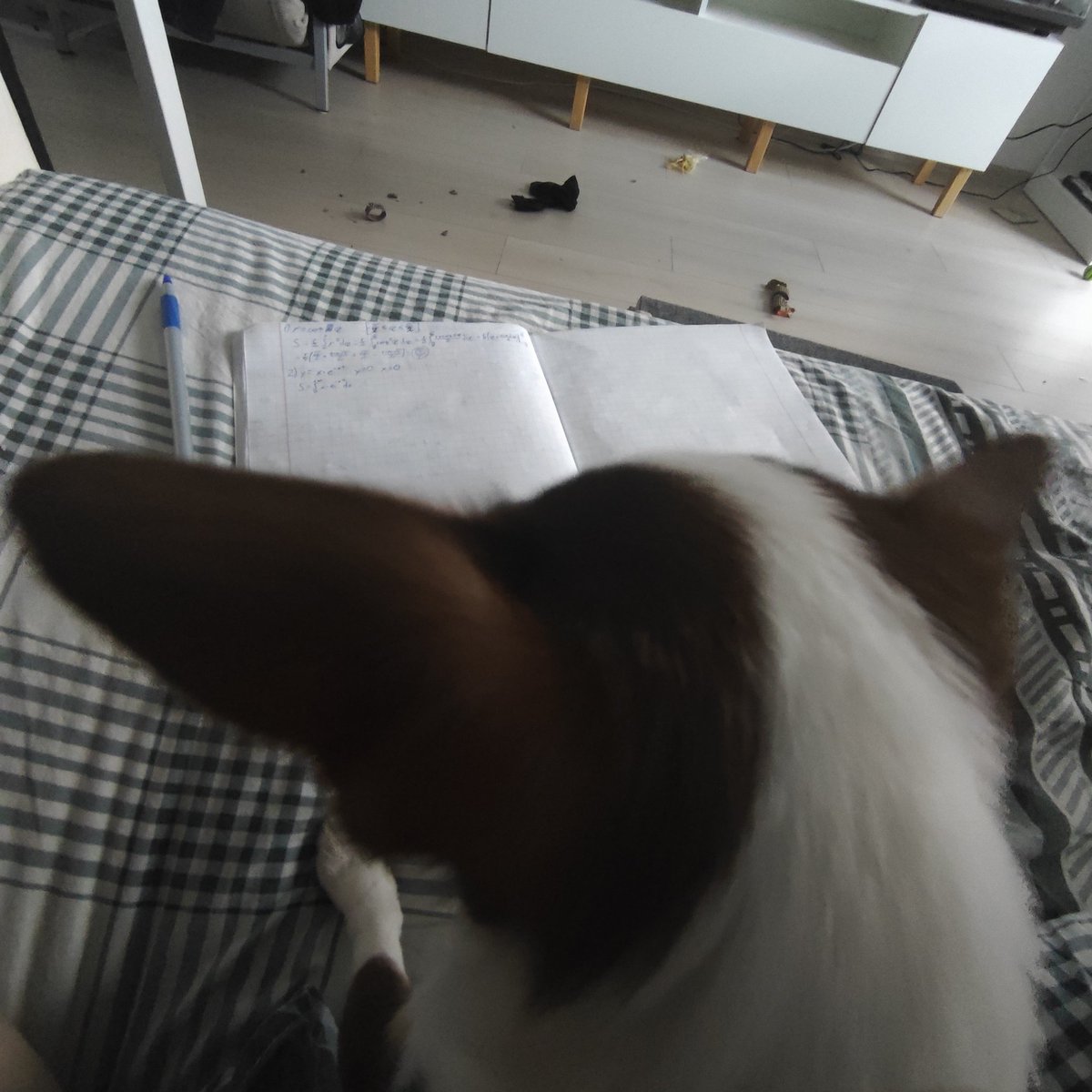 LEGOR 🦄 tweet media