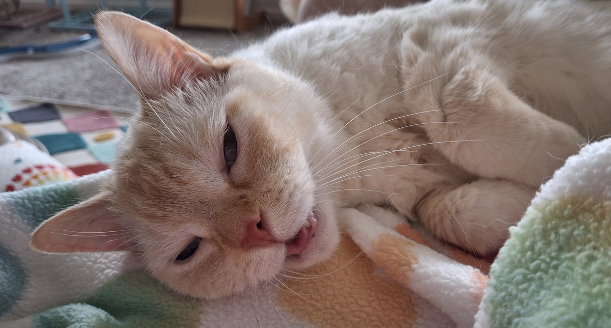 baby dog tweet media