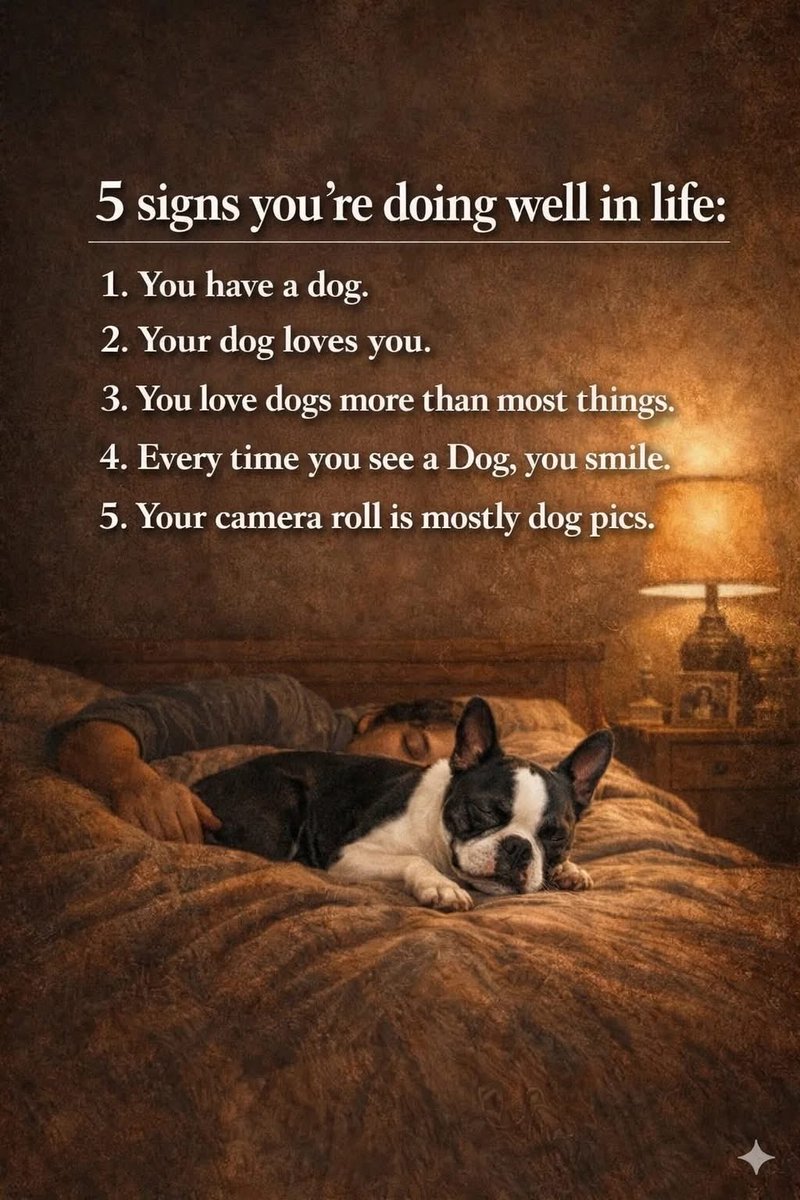 Boston Terrier World (@bterrierdogs) on Twitter photo 