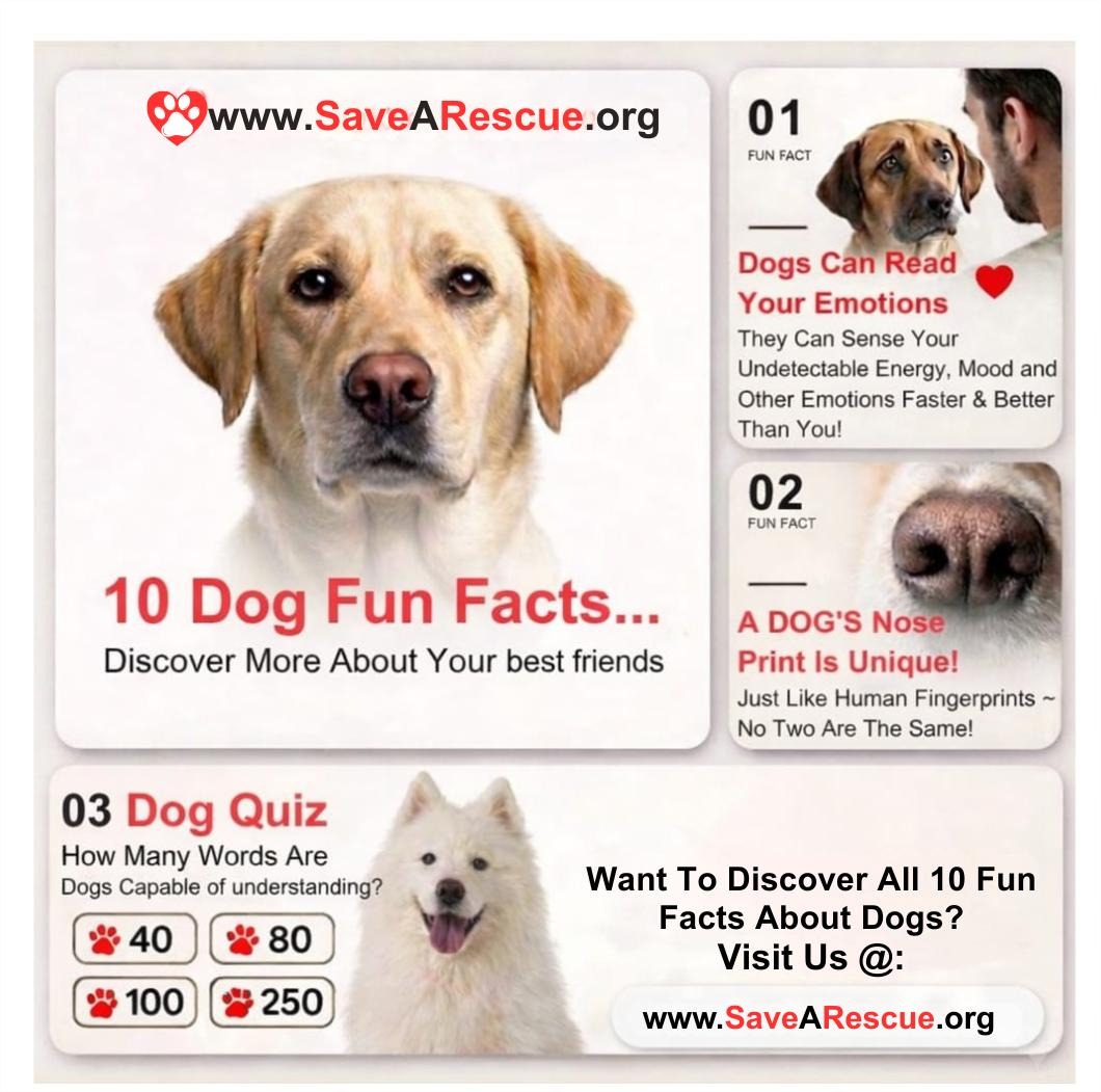 SaveARescue's tweet photo. Dogs have powerful noses, can read your emotions, and every nose print is unique—just like you 🐾

https://t.co/SWzd1NVQr9

#DogFacts #DogsOfInstagram #DogLovers #PetFacts #DidYouKnow #DogLife #AnimalLovers #RescueDogs #AdoptDontShop #PetCare https://t.co/IaG1OgtDz1