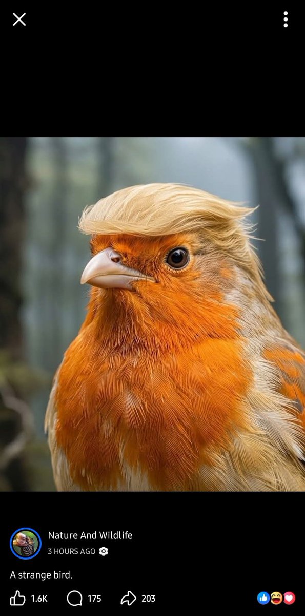 jackyd254's tweet photo. Strange bird 🐦 https://t.co/eTVQnaGhiv