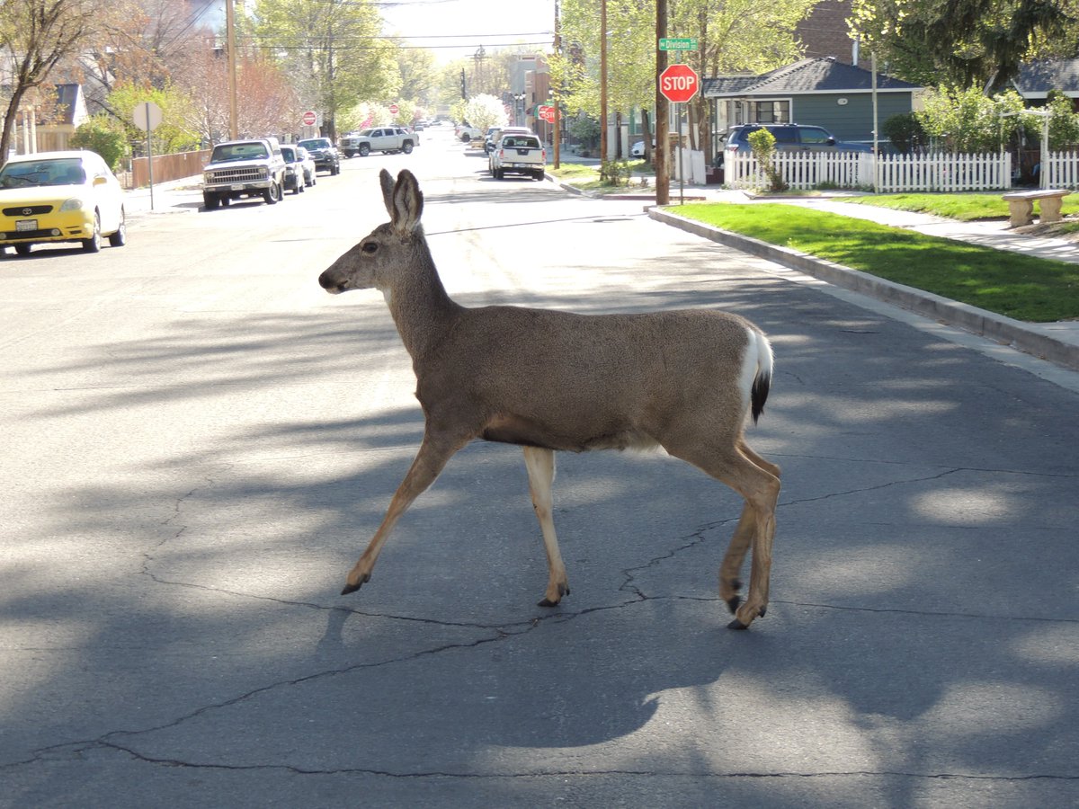 robjoeball's tweet image. This is my model for the day, her name is Elenor, she a natural beauty as you can see. We decided to go all-natural today. Shot in Carson City on the west side. #deer #CarsonCity #Reno #Minden #NewWashoeCity