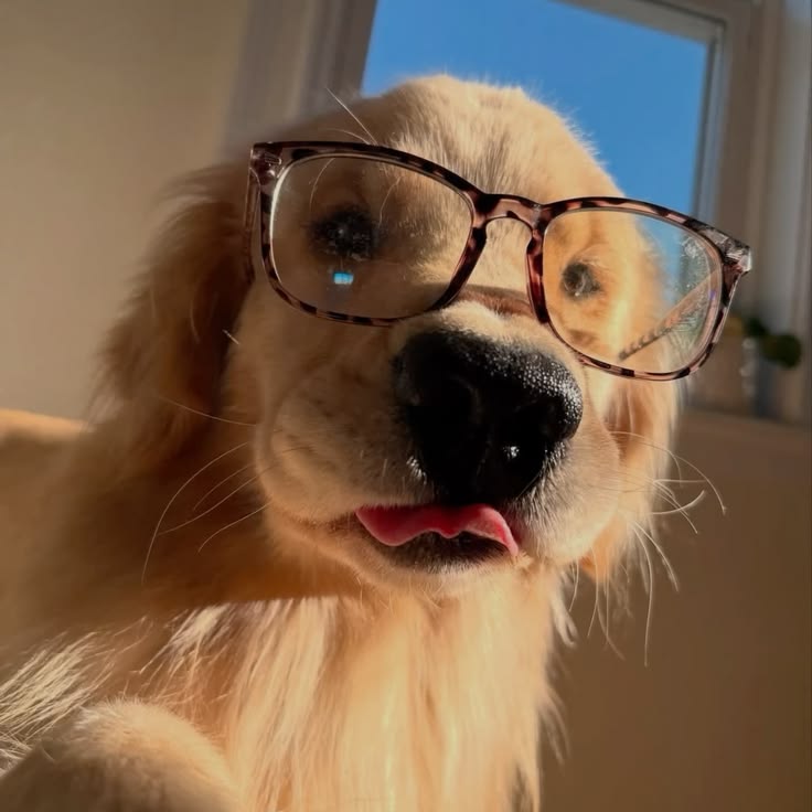 Popularpuppies © (@popularpuppies3) on Twitter photo 