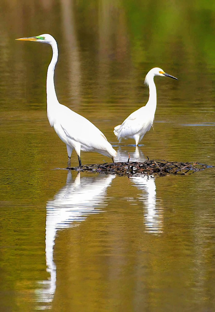 MaureenSeaberg's tweet image. Great Egret and Snowy Egret

#Herons #Birds #SpringMigration #Nikon