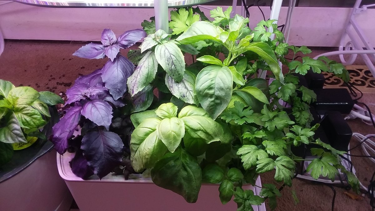 Viznyy's tweet image. Stop waiting 60+ days for your garden to produce.
rootingdc.org/fastest-growin…
You can get a full harvest from your hydroponic system in under a month if you pick the right plants.
#Hydroponics #Gardening #UrbanFarming