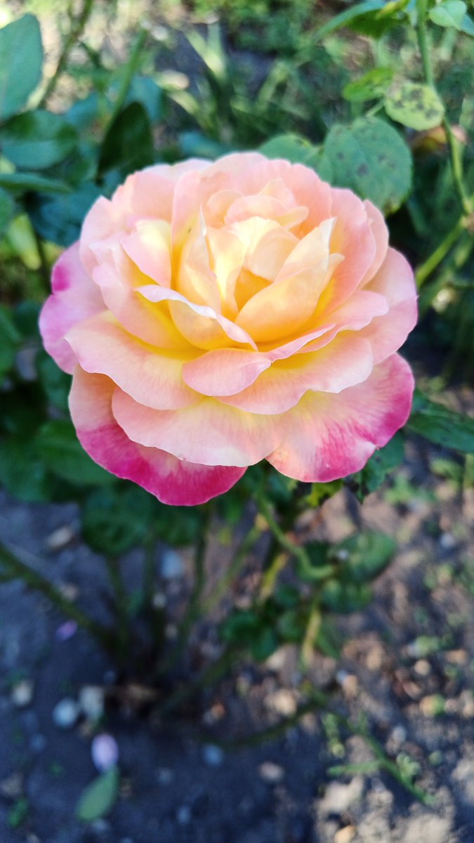 ビクター (@ALITANismo) / Posts / X