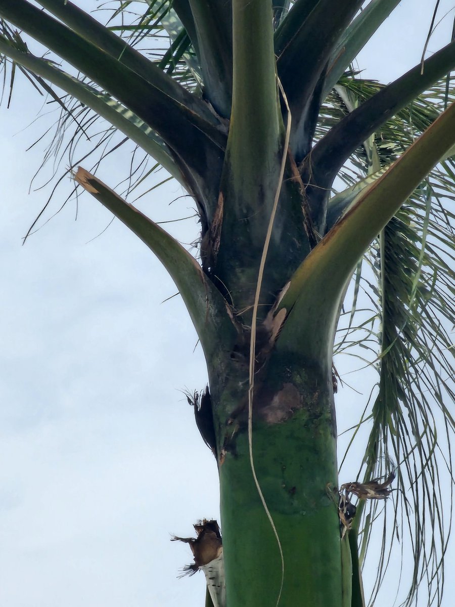 ABUJA EYE 👁️ tweet media