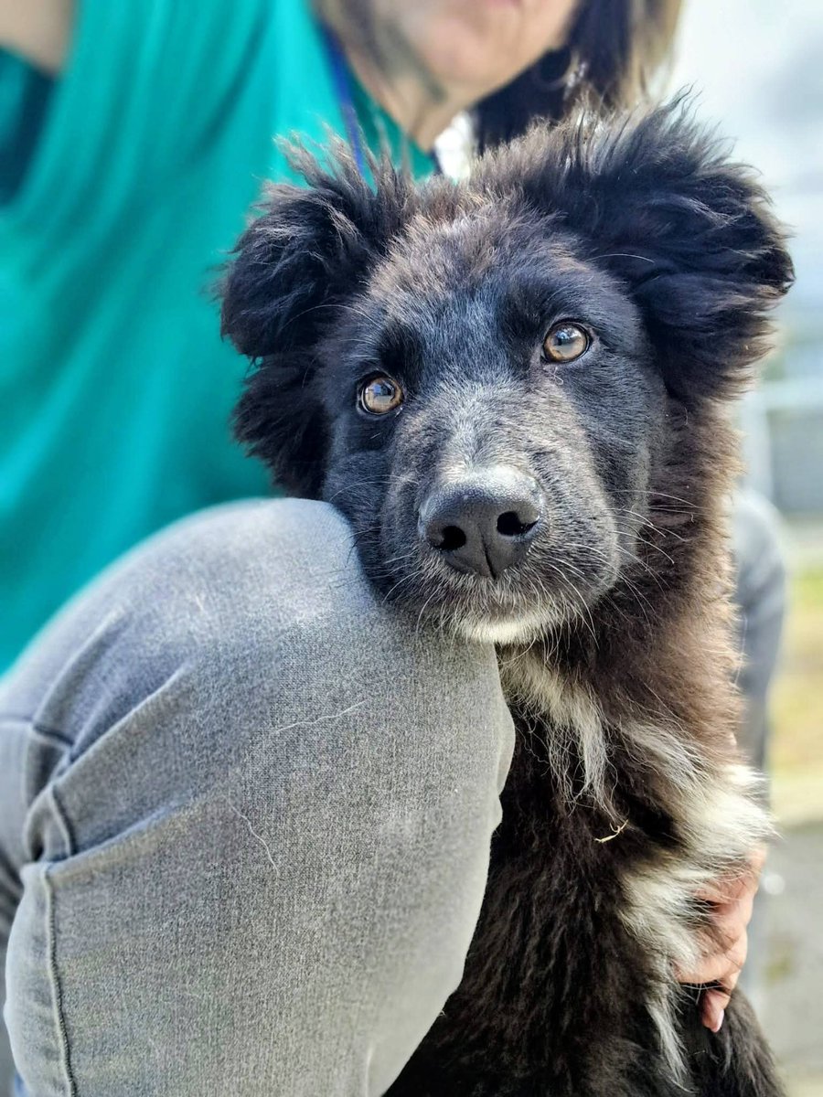 Tiziana Allasia tweet media