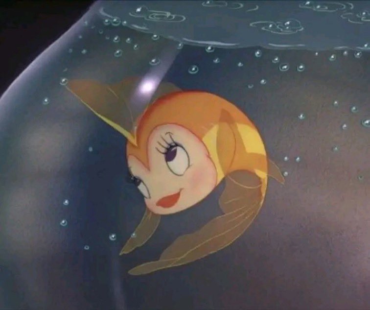 Papatya' tweet media