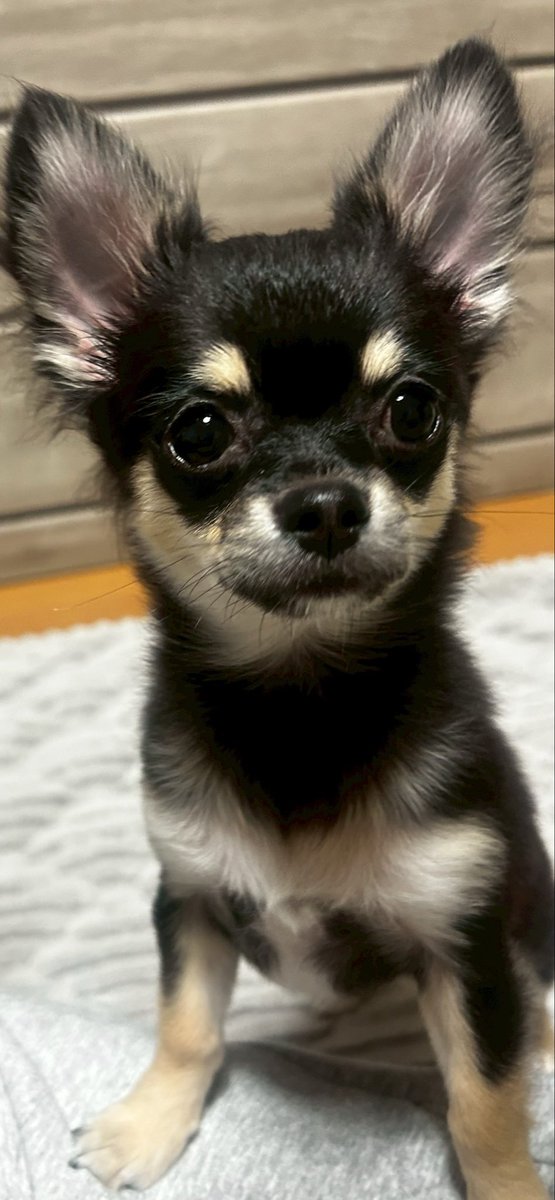 よく食べるからでっかくなった。