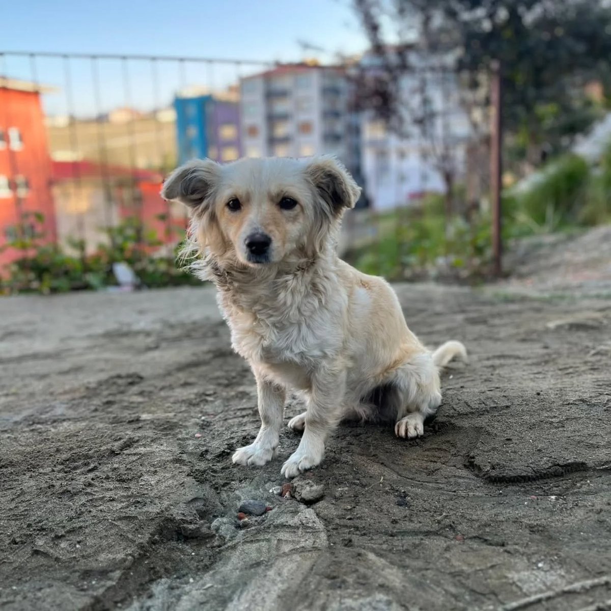 zllktlr's tweet photo. "Terrier erkek ve kısır 2 yaşlarında.
Fino dişi ve kısır 1 yaş civarı
İkiside çok uysal , kedilerle, başka köpeklerle ve insanlarla araları güzel
İkisinin de acil yuvaya ihtiyaçları var
Yuva bulamazlarsa barınağa gidecekler
İletişim (05304178630)
Trabzon https://t.co/tyHc1MYVud https://t.co/4GdBiTNRLM