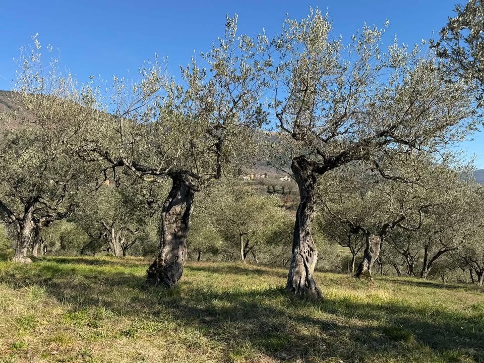 Assisi Italy tweet media