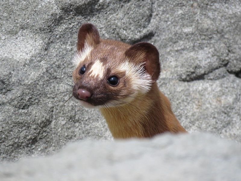 would anyone like to join the seungeon weasel/stoat train. here are some examples for reference