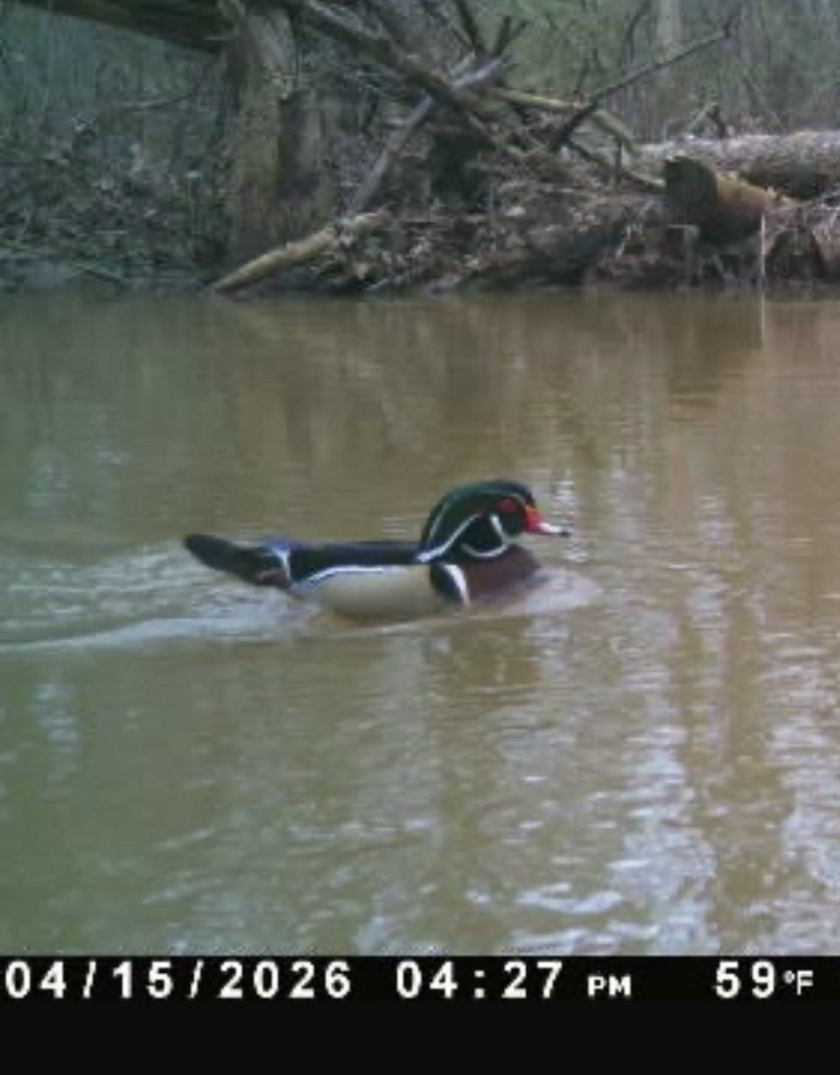 Michael Fish tweet media