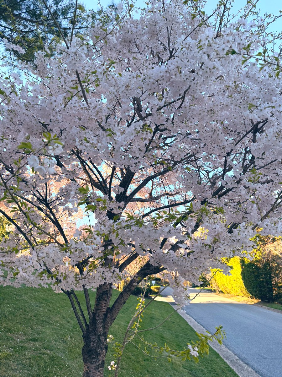 realpeteyb123's tweet photo. Was walking this morning, coffee in hand, just staring at these cherry blossoms.

The whites. The deep pinks. Perfect.

And it hit me…

Why can’t it always be like this?

If you’re into landscaping like I’ve become, you start thinking this way. Ever since my mother in law passed, I took her plants, started building something of my own, and now I’m always chasing that next bloom. April, May, June, July… something always flowering. 

Trying to create constant beauty.

But standing there today, I caught myself.

If this lasted all year… would it even be special?

Or would it just become normal… something we stop noticing?

There’s a reason these trees explode like this and then fade. There’s a reason beauty comes in moments.

In our faith, we’re reminded that nothing here is permanent. Not the highs, not the lows, not even the beauty we try to hold onto.

As St. Isaac the Syrian said:
“A person who has not experienced sorrow will never know joy.”

That’s life.

You don’t get the blossom without the bare tree.

You don’t get the light without the darkness.

So maybe the goal isn’t to hold onto beauty forever.

Maybe it’s to recognize it when it’s right in front of you… and be grateful it showed up at all.

Just some thoughts while walking with a coffee this morning, and taking the time to write this watching the cherry blossoms..