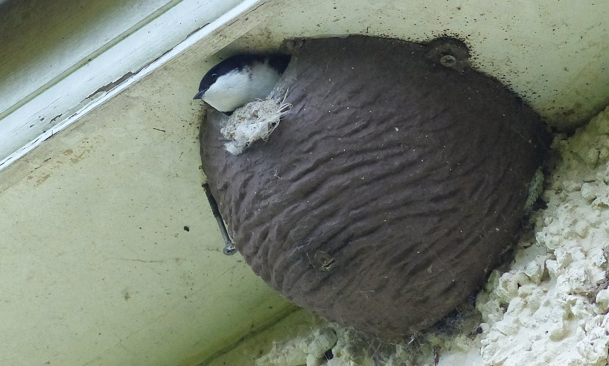MatthewOates76's tweet photo. Welcome Home!  A trio of House Martins reclaimed artificial nests on my house this afternoon, chortling in their joy.  More to come.  Bring them on! https://t.co/PNcUjCUBXv
