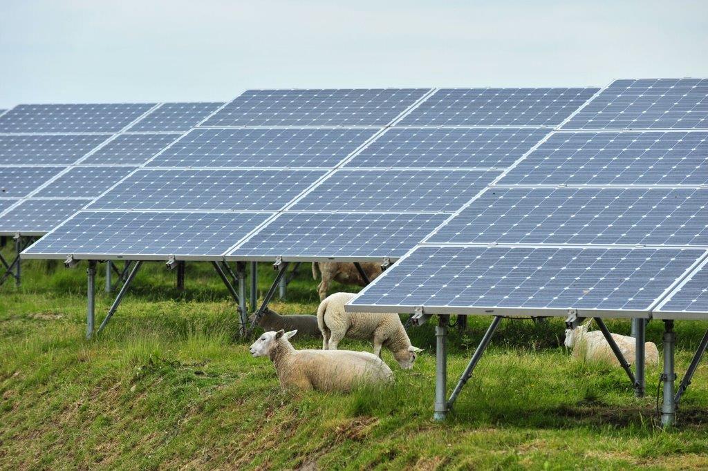 pvmagazineusa's tweet image. Agrivoltaics maintain or enhance forage quality, study finds dlvr.it/TS4LcF #SolarEnergy #USEnergy #EnergyStorage