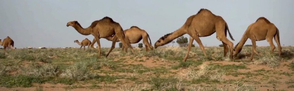 عودّت عوج الضماير على طاري غلاه
كنها ميلاف ذودٍ على الصوت انكفت