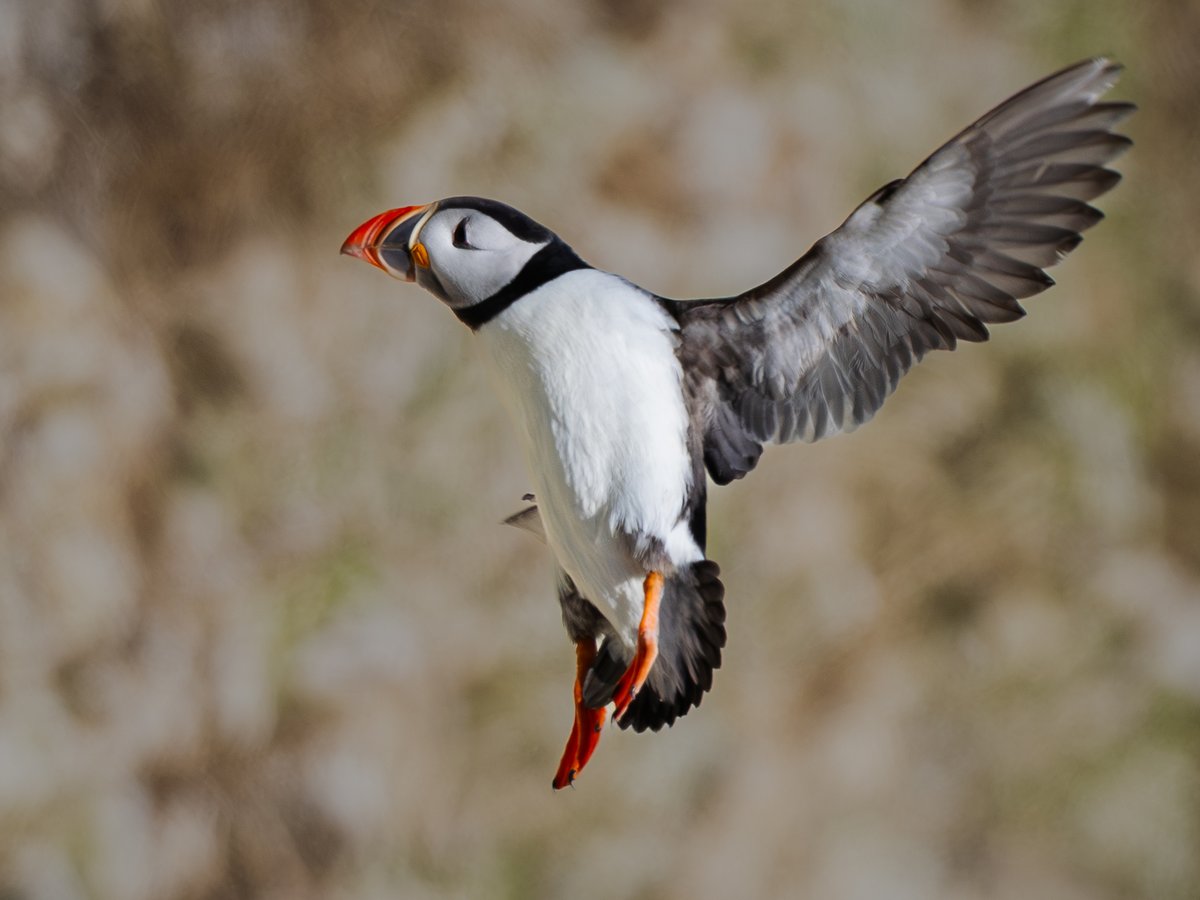manxmannin's tweet image. A few Puffins now returning to Bempton Cliffs #birds #nature @Natures_Voice