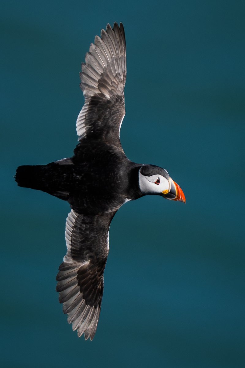 manxmannin's tweet image. A few Puffins now returning to Bempton Cliffs #birds #nature @Natures_Voice