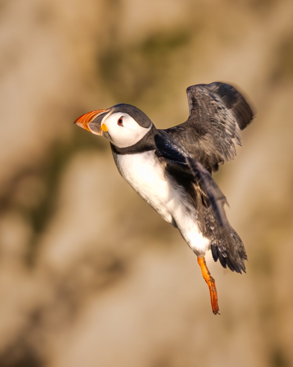 manxmannin's tweet image. A few Puffins now returning to Bempton Cliffs #birds #nature @Natures_Voice