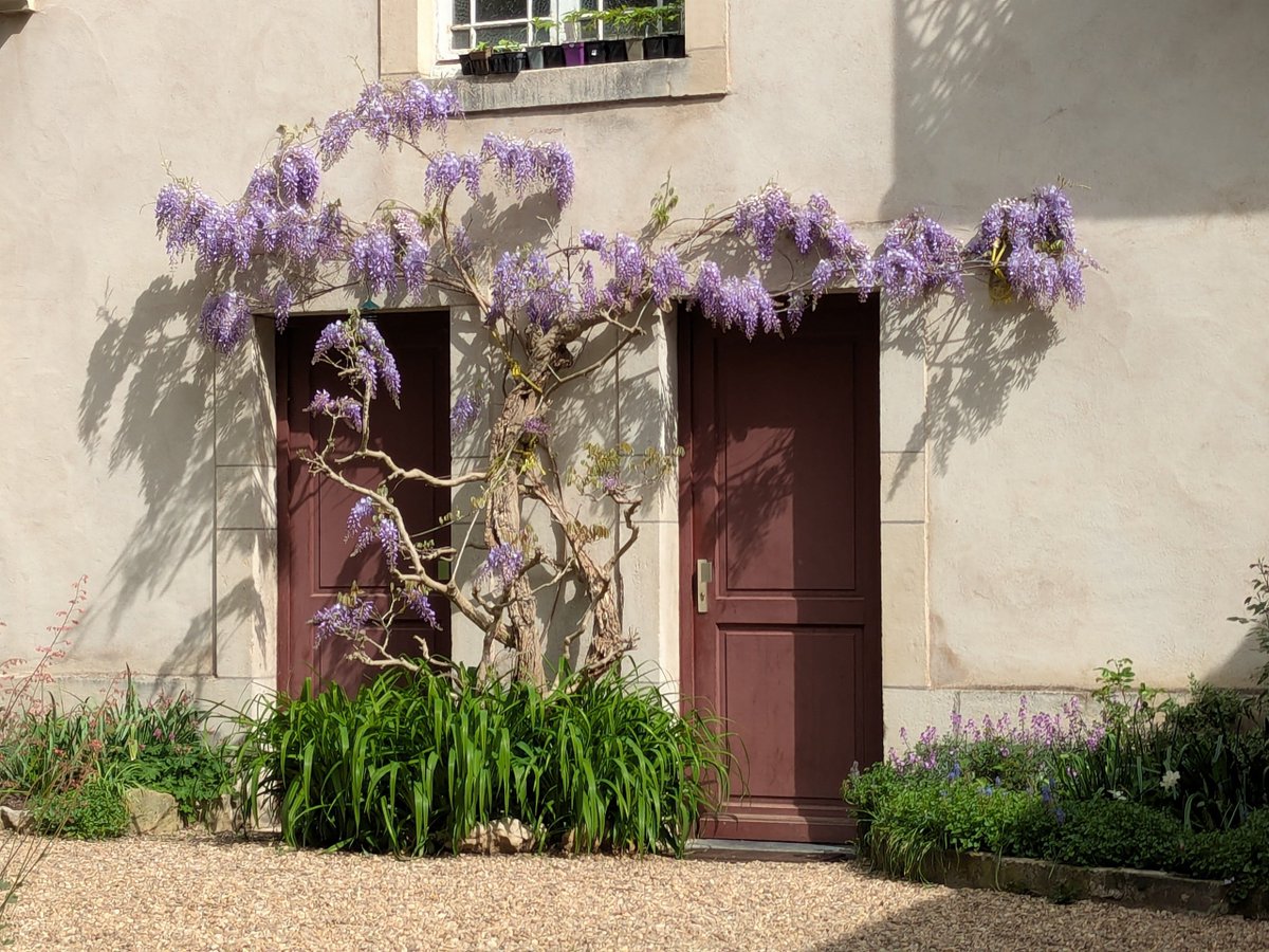BenoitBraibant's tweet photo. Les glycines sont de retour à #Nancy, voilant les façades et parfumant les rues d’un air de printemps.
#nature #fleurs https://t.co/jj57j9MHST