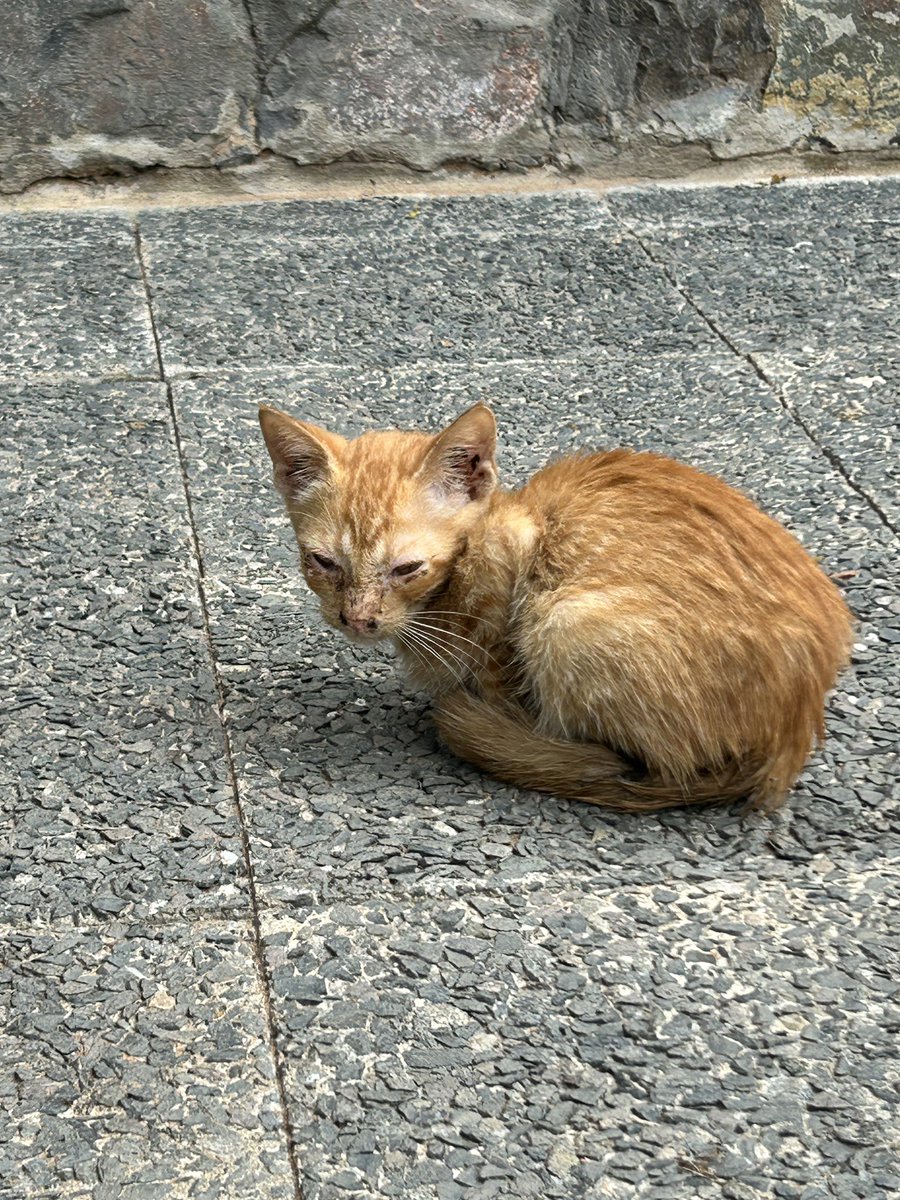 ferchuRuizD's tweet photo. Gatitos en adopción ❤️
Son dos naranjas y dos panteritas 
Soy de lambare. 
También habilitó mi cuenta para poder llevarlos a la vete para desparasitarlos. 
Solo quiero que puedan tener un hogar con mucho amor! 

Alias 0984900892 https://t.co/ZqwMKc9eg4