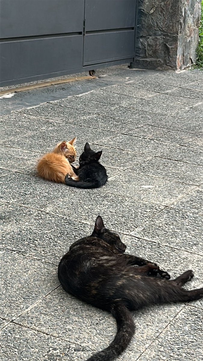 ferchuRuizD's tweet photo. Gatitos en adopción ❤️
Son dos naranjas y dos panteritas 
Soy de lambare. 
También habilitó mi cuenta para poder llevarlos a la vete para desparasitarlos. 
Solo quiero que puedan tener un hogar con mucho amor! 

Alias 0984900892 https://t.co/ZqwMKc9eg4