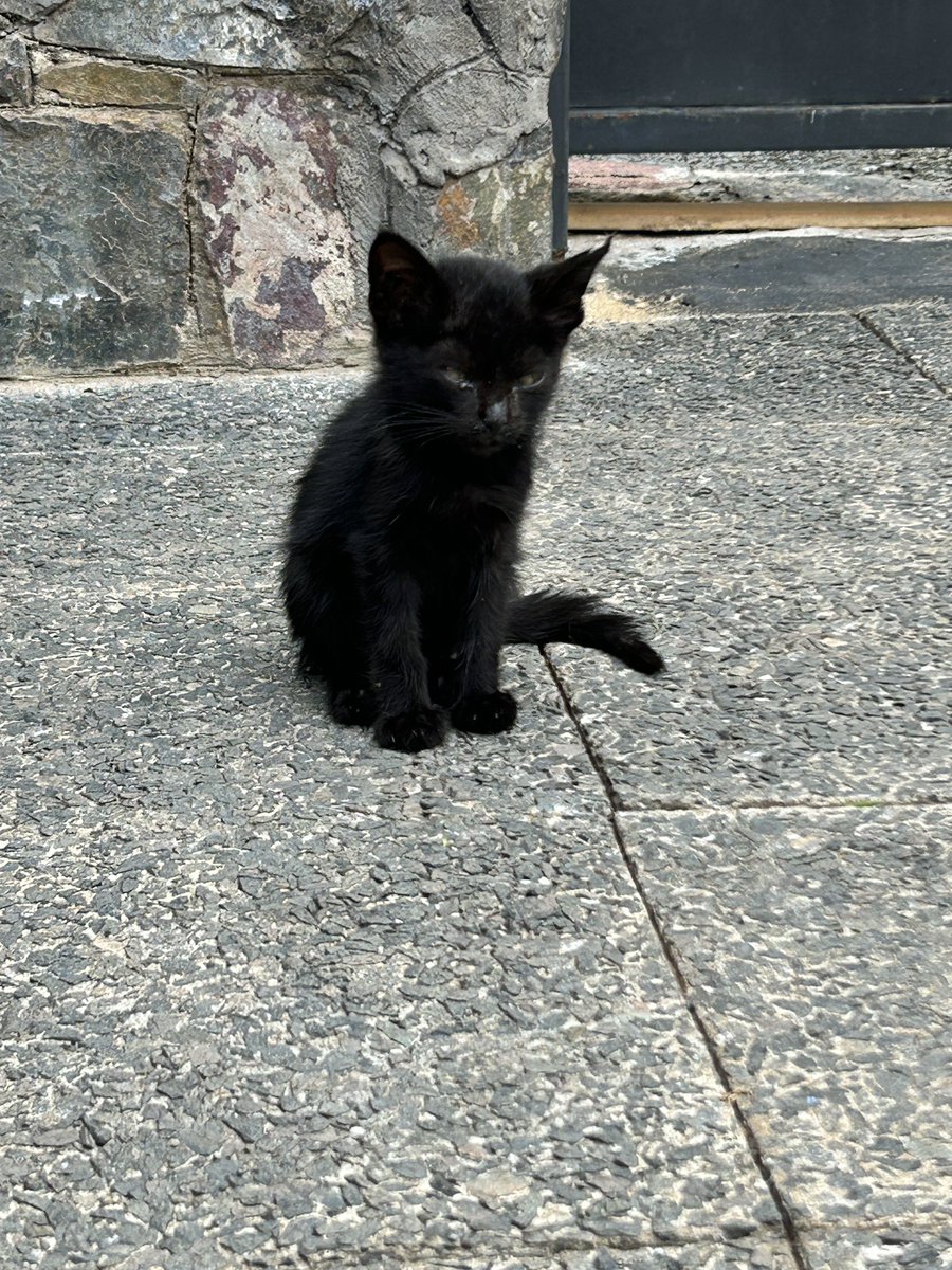ferchuRuizD's tweet photo. Gatitos en adopción ❤️
Son dos naranjas y dos panteritas 
Soy de lambare. 
También habilitó mi cuenta para poder llevarlos a la vete para desparasitarlos. 
Solo quiero que puedan tener un hogar con mucho amor! 

Alias 0984900892 https://t.co/ZqwMKc9eg4