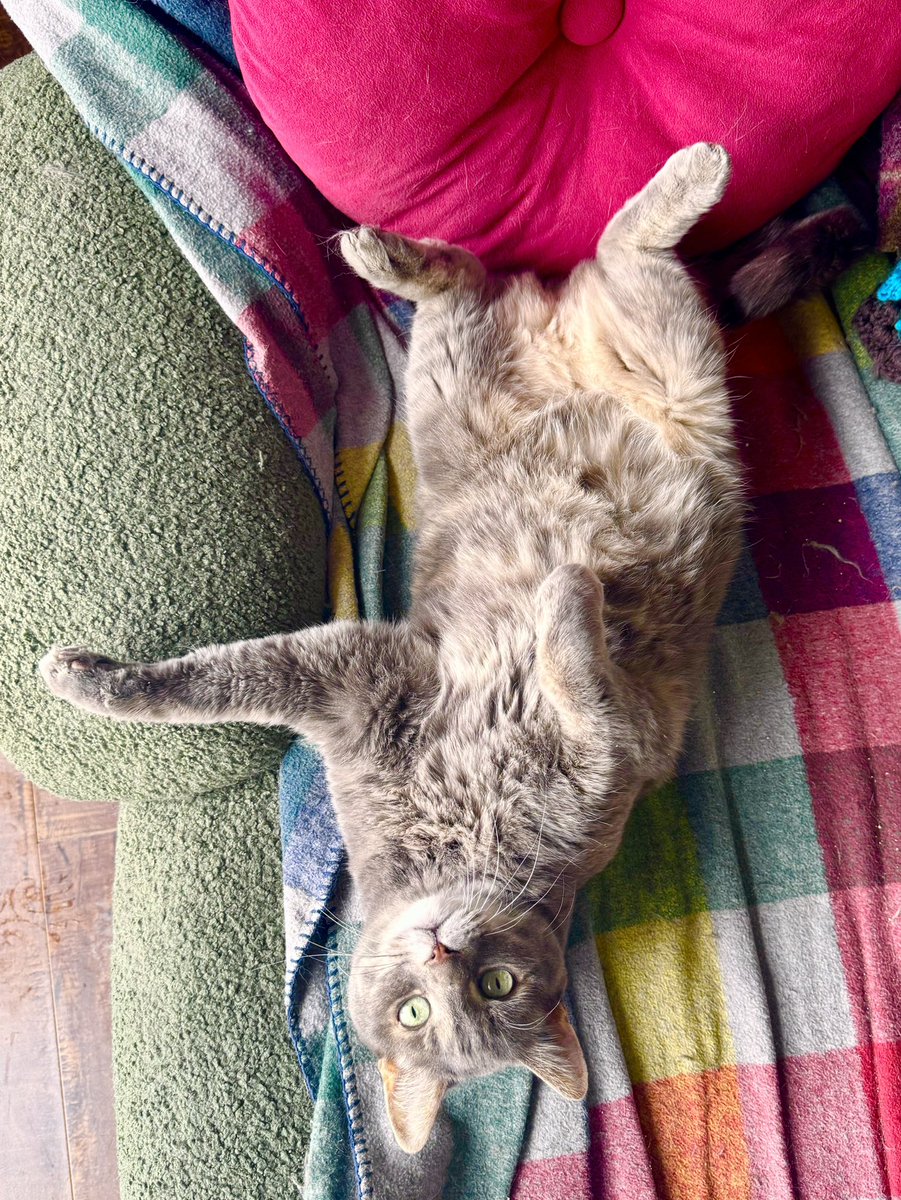 lapine403's tweet image. My cat is being too cute on this #snowday