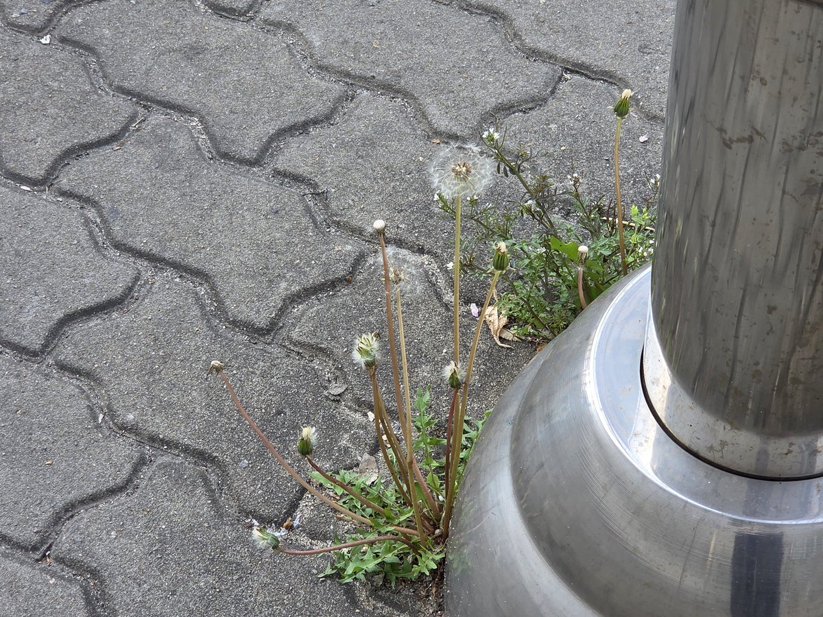 윤트리 tweet media