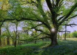 I am now fully allowing tranquility to take root within me at all times.