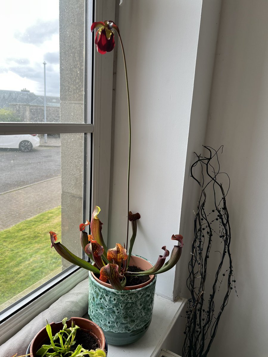 WebberUrology's tweet photo. Here’s what I have been getting up to in my free time! My carnivorous plants are all looking great. This is my biggest flower which measures two foot - and yes because I like precision I did get a tape measure out so that I could measure it exactly https://t.co/2qijId8cL0