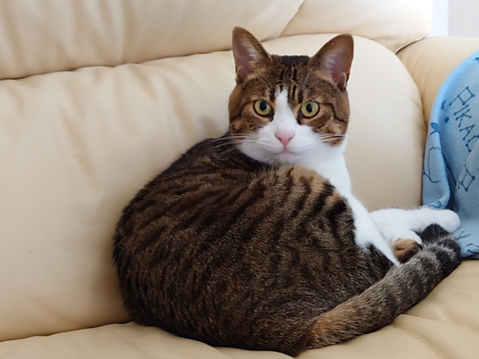 【ネコジルシ】迷い猫情報 tweet media