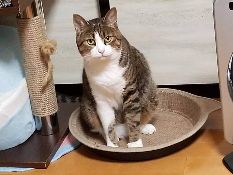 【ネコジルシ】迷い猫情報 tweet media