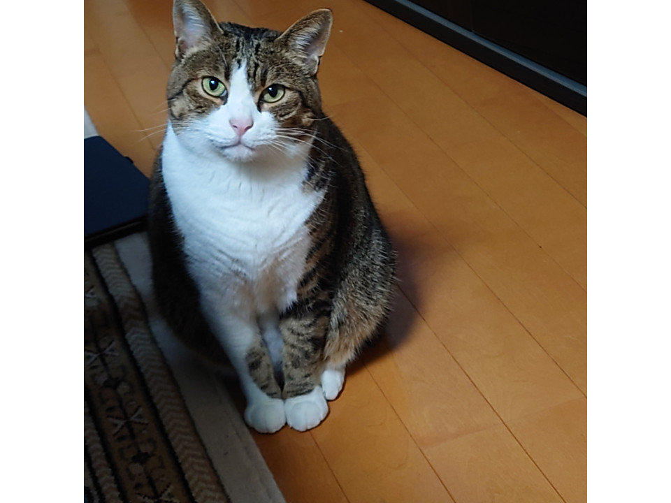 【ネコジルシ】迷い猫情報 tweet media